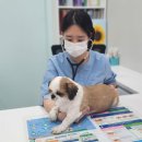 삼성종합동물병원 이미지