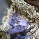 스몰펫하우스 이미지