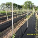 중화농장 이미지