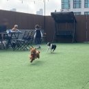 루프앤독 이미지