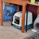 죽하우스늘봄 | 제주 동쪽 구좌 해녀식당 추천 좀여네집 해산물 뿔소라&amp;전복죽