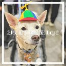 (주)날라주 | [2025 메가주 일산 킨텍스] 하반기 케이펫페어 Day 2