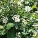 은애농장 이미지