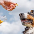 (주) 트렌드펫 이미지