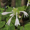 비비추공원 이미지