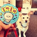 스타 반려견 교육센터 이미지