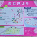 2025 전남 광양 매화축제 다녀온 실망스러운 후기 및 개화상황