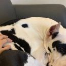 댕겨오시개 이미지