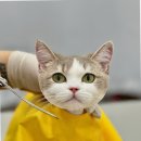 부산고양이미용&호텔 냥스타그램 | 부산고양이미용, 고양이를 위한 최적의 공간 ‘무냥무냥 대연점’ 방문 후기