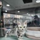 마포고양이도레미캣 이미지