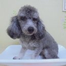 관모초교 이미지