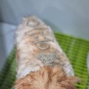 멍뜰리에 이미지