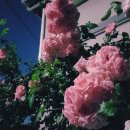 소루 이미지