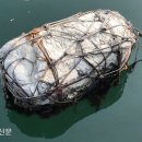 멍게수하식수산업협동조합 | 미세플라스틱 골칫거리 된 ‘부이’