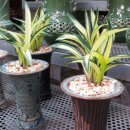 일흥꽃집 이미지