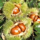 지암농장 이미지