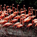 플라밍고 이미지