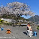왕지로타리 | 남해 왕지벚꽃. 유채꽃 절정