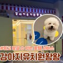 강아지유치원왕왕 | 마포 애견호텔 강아지유치원왕왕 미용 목욕 산책 그리고 훈련까지 가능한 곳