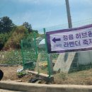 허브원 | 6월 2일 정읍 라벤더 축제 개화현황, 카페 허브원, 정읍 풍성한갈비 점심 코스