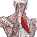 팀거너짐 이미지