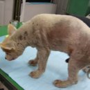 김정복동물병원 이미지