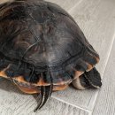 답21동물병원 | &lt;아크리스 동물의료센터&gt;에서 반수생 거북이 농양 수술 후기