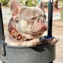 J&L 희귀모색 프렌치불독 이미지