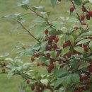 산모랭이풀내음 이미지