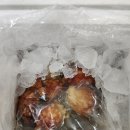 팔구수산 | (농라/농라에프)팔구수산 활멍게