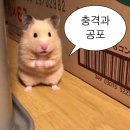 해외여행| 체코 프라하🇨🇿 근교 소도시 당일치기 - 카를로비 바리,쿠트나호라 후기&동선