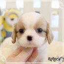 나라애견(송탄점) | 병점 송탄 강아지분양 애견분양 최고에요.