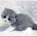 고양이 분양 제나캣 울산점 이미지