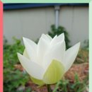 【윤승원 연꽃 에세이】 원로 역사학자의 감동적인 생활 기록 “연꽃이 피었습니다” 이미지
