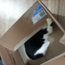 로켓고양이