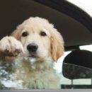 잘다녀오시개 이미지