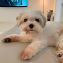 재롱이네 이미지