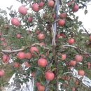 사과나무집 이미지