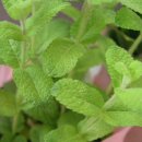 허브내음 이미지