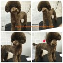 미소로 동물병원 이미지