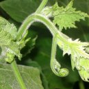 호박넝쿨 이미지