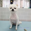 봉 그루밍 이미지