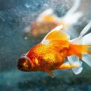 금붕어 이미지