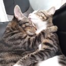 창원메디컬동물병원 이미지