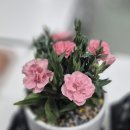 동안노인교육센터 | 시흥재가노인통합지원센터 디지털 금융 교육 종강: 어르신들의 땀과 눈물, 그리고 카네이션