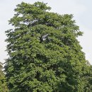 나무뿌리한의원 이미지