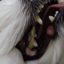 문정탑동물병원 이미지