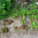 별이네 편백나무 독채 이미지