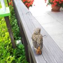 아기새어린이집 이미지