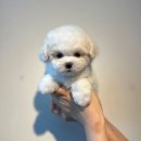 해피애견타운 강아지고양이 포항점&현살롱드펫(남구) 이미지